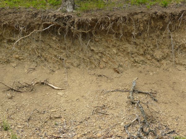 Dirt texture with tangled white roots, severed branches and green foliage
